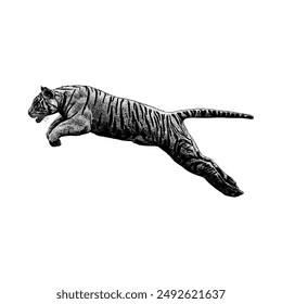 Vector de dibujo de mano Tigre blanco aislado sobre fondo blanco.