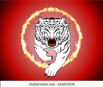 White Tiger Jump Through Fire Hoop