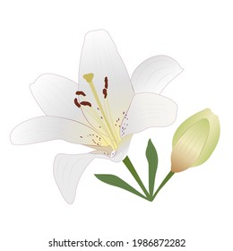 White tiger lily with burgundy spots. Flower, bud, leaves. Beautiful petals. Festive bouquet. Hand-drawn vector. For decor celebration, invitation, wedding. Design element for illustrations, print.