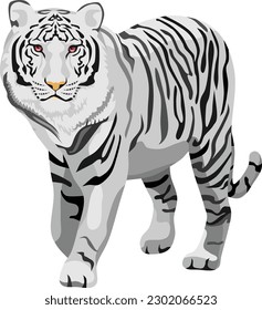 White Tiger Mammal Animal Vector