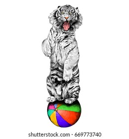 white tiger standing on hind legs with open mouth at the circus on a hot air balloon sketch vector graphics color picture