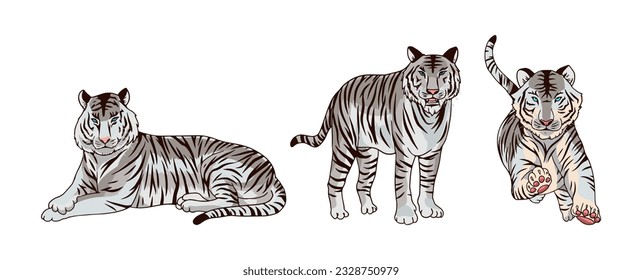 white tiger  vector illustration consisting of three images