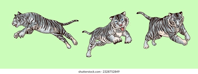 ilustración vectorial de tigre blanco con sombreado y compuesta por tres imágenes