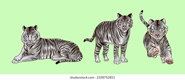 white tiger  vector illustration with shading and consisting of three images