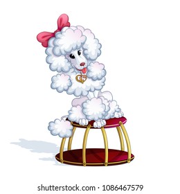 A white trained poodle girl with a pink bow and a golden pendant sits on a circus stand. Performances with animals. Circus character. Vector.