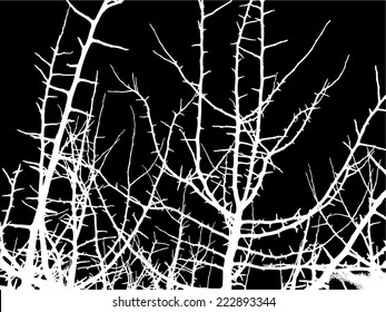 white tree branches on a black background. Vector