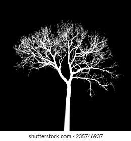 white tree isolated on the black background. Vector