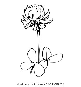 white trefoil flower with leaves vector illustration in black ink isolated on white background in hand drawn style