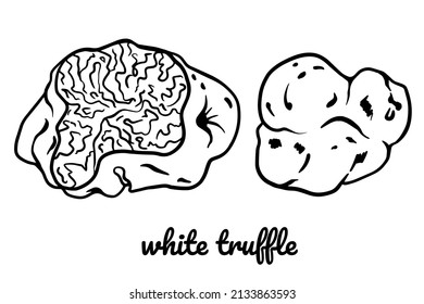 White truffle line art. Vector mushroom illustrations isolated on white background for book, market, restaurant menu design.