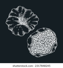 White truffle mushroom sketch. Edible fungus illustration. Fungal protein, mycoprotein, plant-based product healthy food design element. Forest mushroom drawing on chalkboard