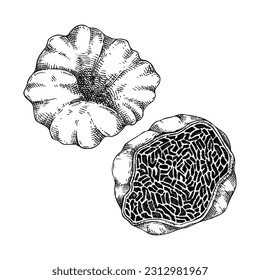 White truffle vector illustration. Edible fungus sketch. Fungal protein, mycoprotein source. Edible mushroom drawing isolated on white. Healthy food and plant-based meat substitutes design element