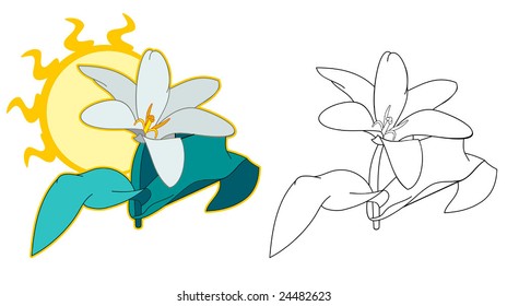 White tulip