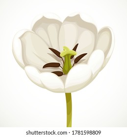 White tulip flower as open as possible getting isolated on white background