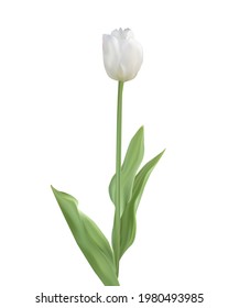 White tulip isolated on white background. Fresh single flower with leaves. Minimalistic artwork. Vector illustration.