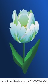 White tulip isolated on dark background in vector