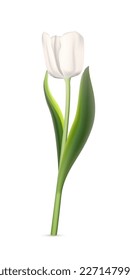 White tulip on white background. Realistic spring colorful flower vector illustration. Floral decorative plant with petals and green leaves in blossom. Gift for holiday, design for card.