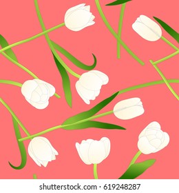 White Tulip on Pink Background. Vector Illustration.