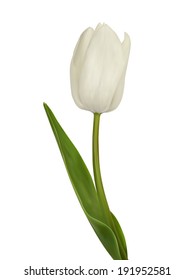White tulip. Vector illustration. Isolated on white