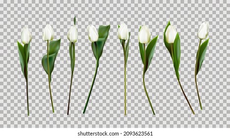 Weiße Tulpen einzeln. Vektorgrafik von Tulpen. Frühlingsblumen. Primrosen. Weiße Blumen. Realistisch.