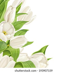 White tulips on white background. Vertical background