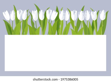 White tulips on a gray background. Floral vector template for postcards with white field for text.