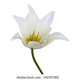 White tulips. Vector illustration. Isolated on white