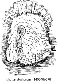 White turkey cock, bird, hand drawn black sketch, vector illustration.