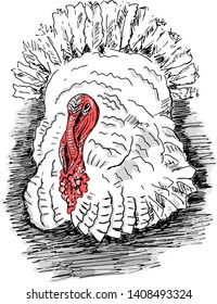 White turkey cock, bird, hand drawn sketch. Vector illustration.