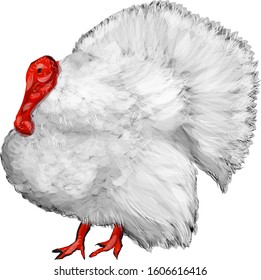 white turkey isolated on a white background
