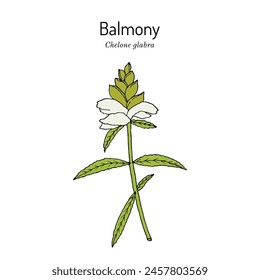 White turtlehead or balmony (Chelone glabra), medicinal plant. Hand drawn botanical vector illustration