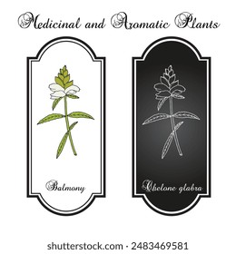 Cabeza de tortuga blanca o balcón (Chelone glabra), planta medicinal. Ilustración vectorial botánica dibujada a mano
