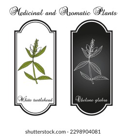 Cabeza de tortuga blanca (Chelone glabra), o hierba amarga, hierba de rheo salado, mollejas, cabeza de serpiente, planta medicinal. Ilustración de vector botánico dibujada a mano