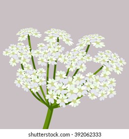 White umbel flower  Daucus carota ( common names wild carrot  bird's nest  bishop's lace Queen Anne's lace)   Flowering plant  Vector illustration 