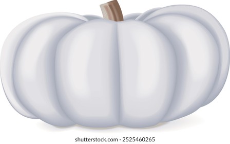 White Valenciano pumpkin. Winter squash. Cucurbita maxima. Fruits and vegetables. Isolated vector illustration.