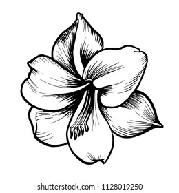 White vector amaryllis flower with black line contour.