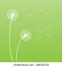 white vector dandelions silhouette with flying seeds