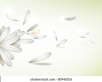 White vector flower petals scattered by wind / Vector background - layout / can be used for image infographics