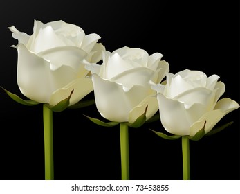 White vector roses on a black background in a photo realistic style