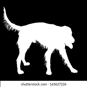 White vector silhouette of Irish Setter dog, isolated on black background. 