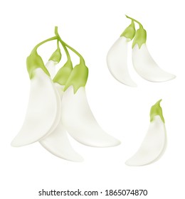 white vegetable hummingbird sesban agasta (sesbania grandiflora flower). Thai herbal which encourage health.