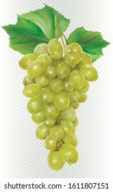 White vine bunch grapes on a transparent background. Vector mesh illustration