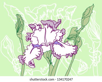 White Violet Iris on the Green Background.Vector illustration