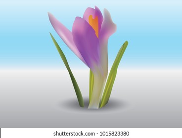 
white violet snowdrops