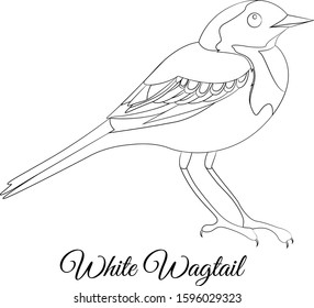 White Wagtail bird coloring vector illustration