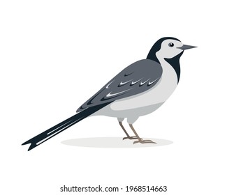 White Wagtail bird. Japanese Pied icon isolated on white background. Vector illustration for nature design.