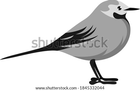 White wagtail, illustration, vector on white background