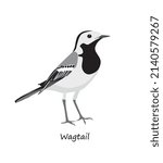 White wagtail isolated on white background. Vector illustration