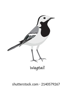 White wagtail isolated on white background. Vector illustration