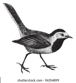 White Wagtail (Motacilla alba) / vintage illustration from Meyers Konversations-Lexikon 1897