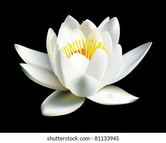 white water lily flower on a black background